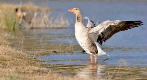 Plus de 300 espèces d’oiseaux ont été recensées dans le parc.