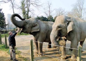 Bernard Doré : « Pour approcher les éléphants, nous sommes toujours deux soigneurs, car il ne faut jamais oublier qu'ils sont des animaux sauvages. » 