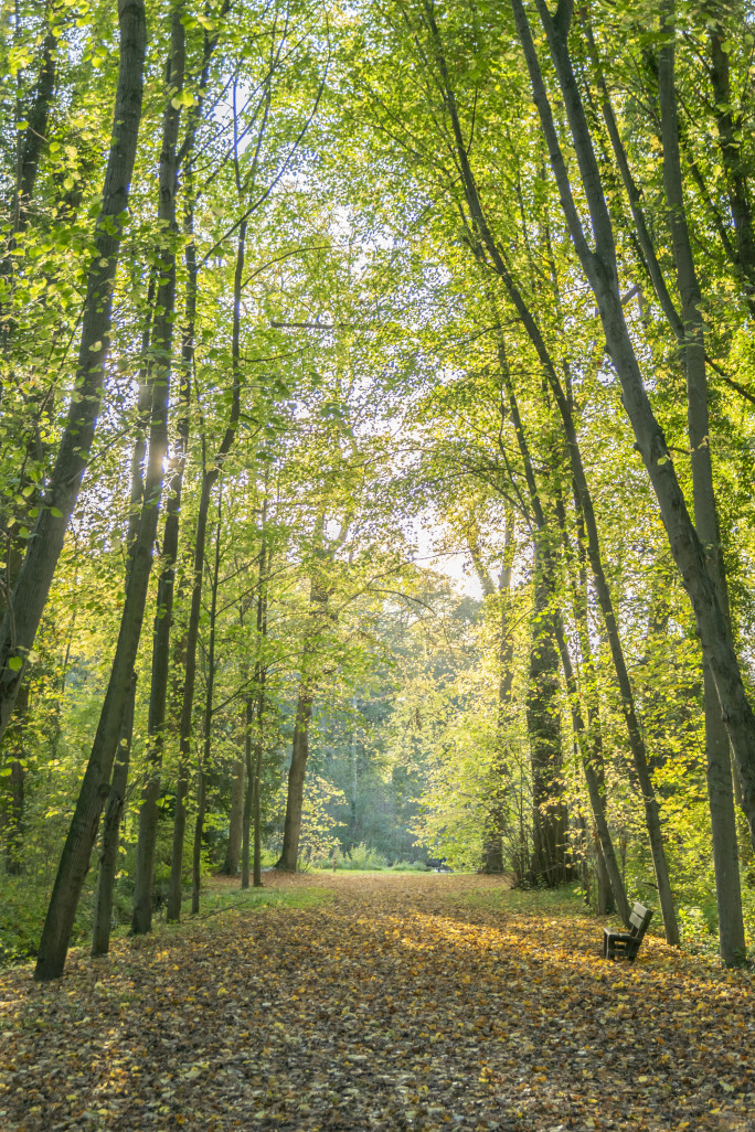 Et Si Les Forets Etaient Au Cœur Du Monde De Demain Picardie La Gazette