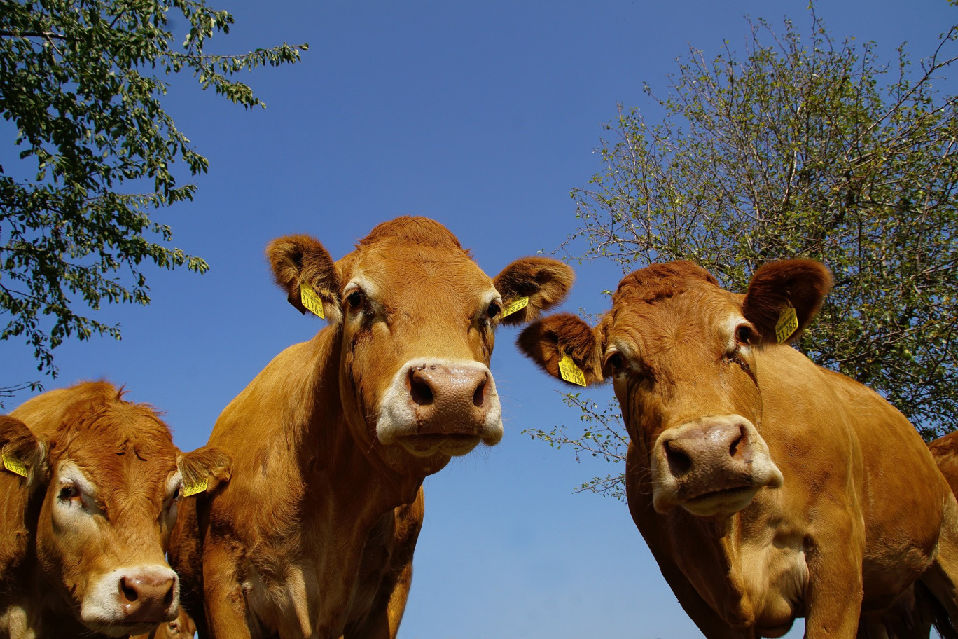 Le troupeau compte 110 vaches. (c)Scea de Lavergny