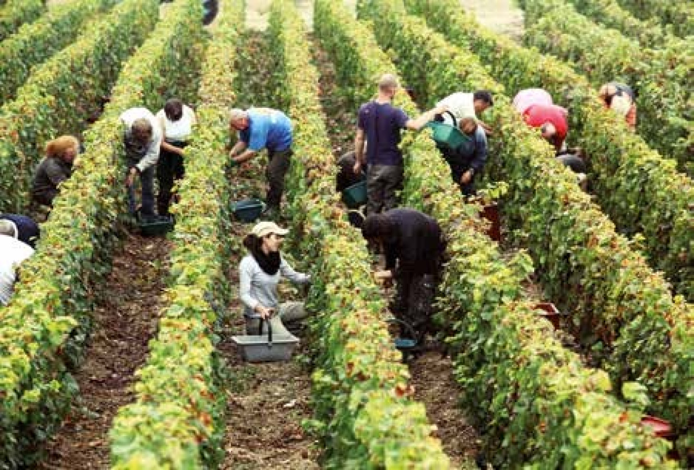 Les vendanges axonaises durent quinze jours.